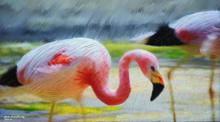 flamingo_1920x1066